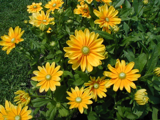 498162 (a): :1600x1200